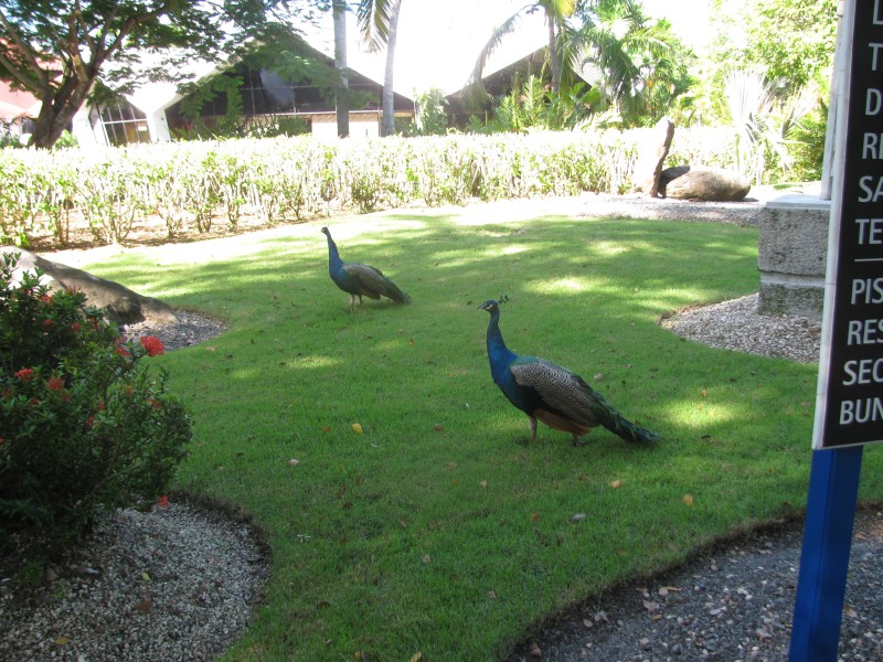 Dominican Republic 098.jpg